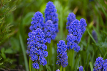 Muscari Armenian close-up