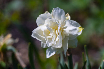 White daffodil in the bright sun