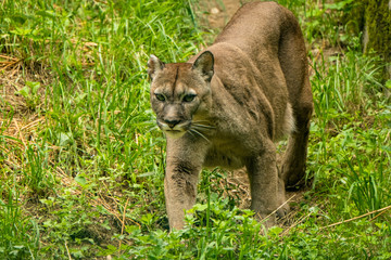 Porträt eines Pumas