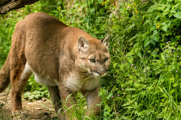 Porträt eines Pumas