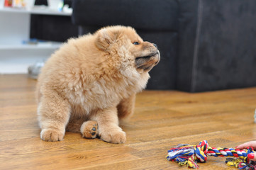 Chow chow puppy scratching fleas. Puppy scratching fleas in the house