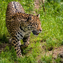 Fototapeta na wymiar Porträt eines Jaguars