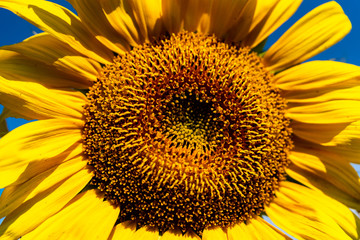Naklejka premium Close up of Sunflower