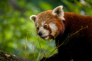 Roter Panda frisst Bambus