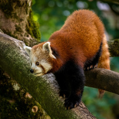 Roter Panda sitzt auf einem Ast