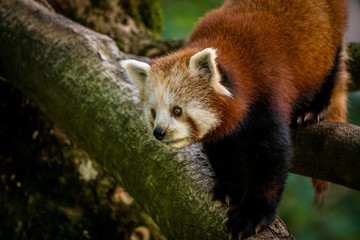 roter Panda sitzt auf einem Ast