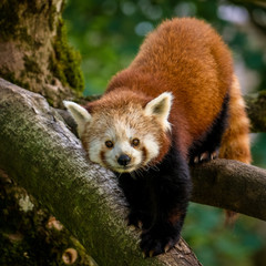 Roter Panda sitzt auf einer Astgabel