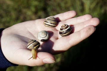 Live snails on the palm of a child