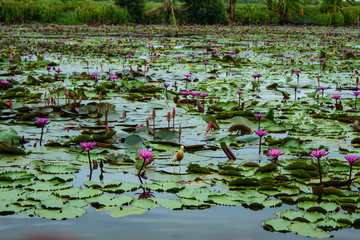 The beauty of the red lotus in the lake ,Thailand.