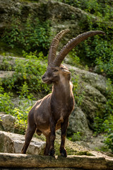 M&auml;chtiger Steinbock steht auf einem Felsen