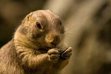 Präriehund frisst mit seinen winzigen Pfoten