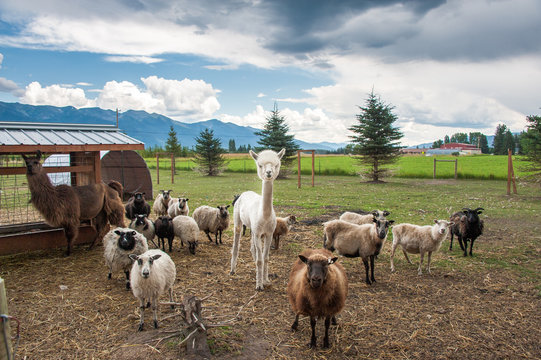 Rescued alpaca with sheep and llama