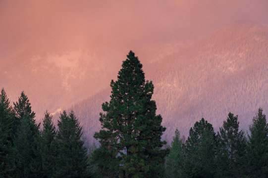Alpenglow on mountains with trees