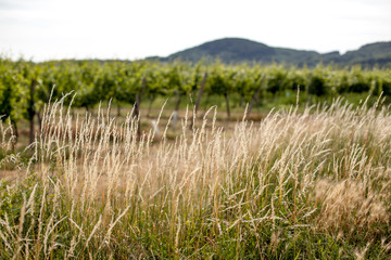 Vineyards landscape in Vienna, Austria Green colored leaves of grapevine lit by the setting sun in summer season with cloudy sky. Suburban cityscape in the background.