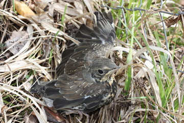 Little fieldfare tries to fly