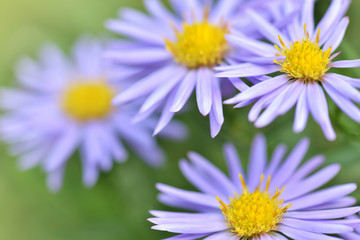 Amazing Violet Asters flowers on the garden in autumn. Polish flowers macro closeup 