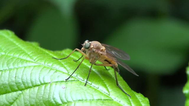 Pr&eacute;dateur de syrphe.