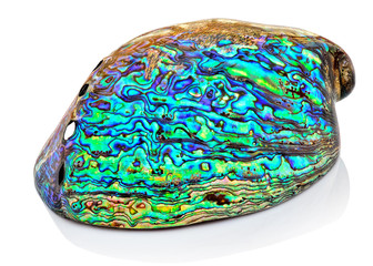 Amazing colorful paua shell (Haliotis Iris) from New Zealand closeup isolated on white background. Rainbow pearl Abalone iris cleared nacreous souvenir seashell macro