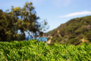 Colorful coniferous bushes in Santa Clotilde Gardens with the coast of Balearic Sea visible in the background in Lloret de Mar, Spain.