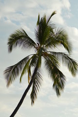 Fototapeta na wymiar Palm Hawaii