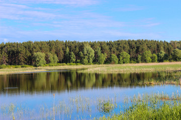 The Bay forest