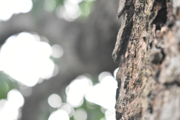 Fototapeta premium one side of trunk