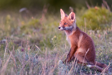Little Red Fox sits on the grass and looks at the sunset