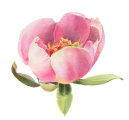 Watercolor flowers. Peonies.