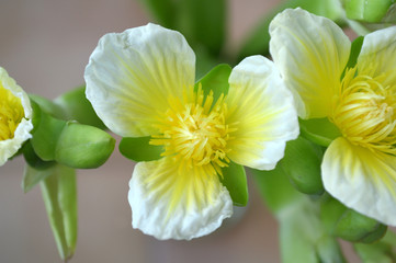 Fototapeta na wymiar Yellow velvetleaf flower, Limnocharis sp., from Central of Thailand