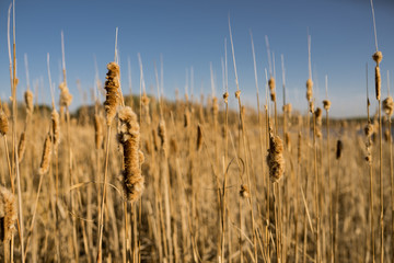 cattails