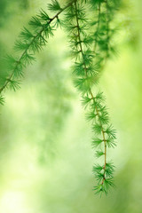 Larch branches and needles. Shallow depth of field.