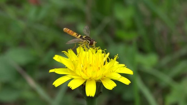 Syrphe sur fleur jaune.
