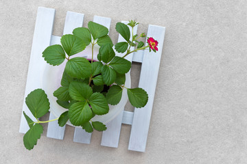 Blooming strawberry plant growing in a pot on wooden rack.