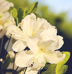 Obraz premium Pretty white flowers blooming in a garden