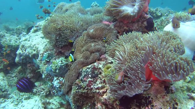 school of anemonefish swim over anemone, Maldive anemonefish - Amphiprion nigripes and Clark's anemonefish - Amphiprion clarkii. Indian Ocean, Maldives, Asia
