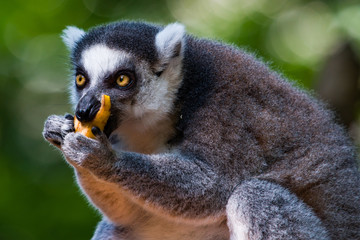 Lemur Eating Fruit