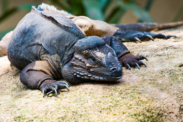 Rhino Iguana