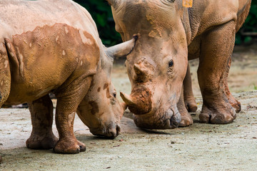 Obraz premium White Rhinos