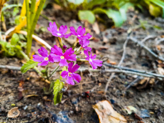 flowers purple