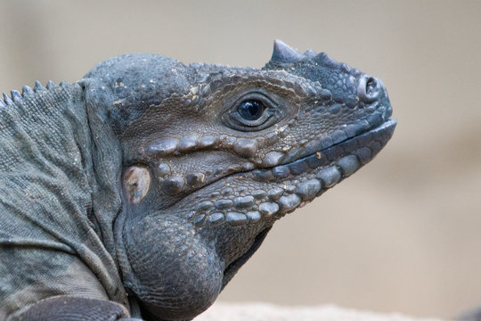 Rhino Iguana