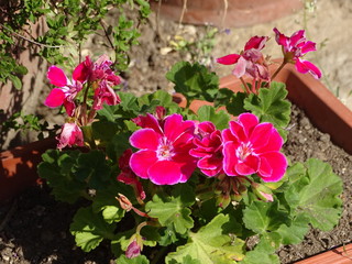 Flowers in garden