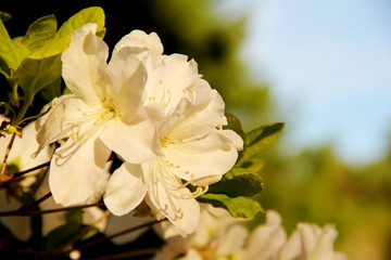 Pretty white flowers blooming in a garden