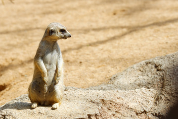 Meerkat in a zoo