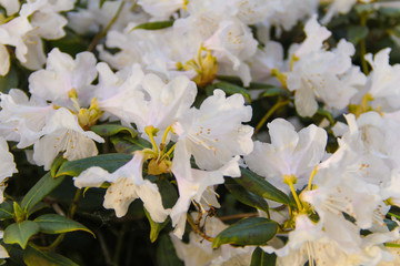 Pretty white flowers blooming in a garden