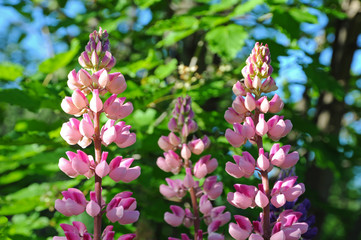 Spring lupines