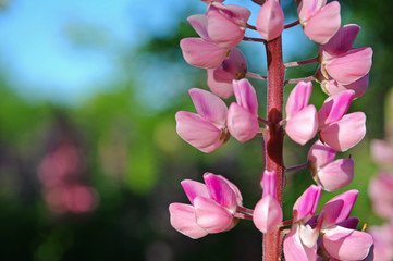 Spring lupines