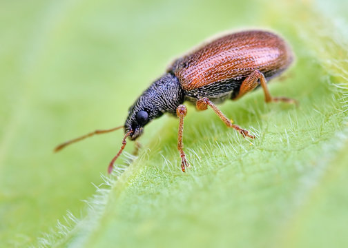 Very small weevil rest on green leafs with blurry green background. Macro closeup image of european tiny beetle