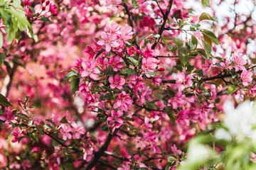 Branch of Apple tree blooming pink