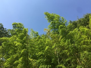 Obraz premium 緑と空