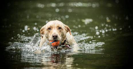 The Golden Labrador